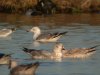 Caspian Gull at Paglesham Lagoon (Steve Arlow) (86725 bytes)